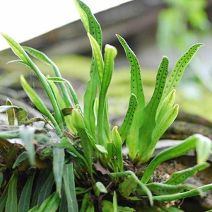 福建小号瓦韦 七星草 中草药小叶骨牌草 七星剑新鲜 晒干一斤包邮