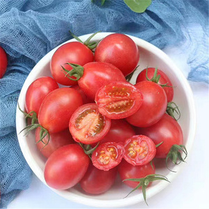 现摘发货电白千禧圣女果 阳光小番茄 小西红柿水果 爆汁脆甜有味