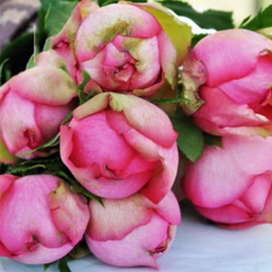 伊芙梦幻华尔兹 伊芙华尔兹之舞浓香抗病勤花月季花苗