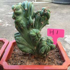 黄金山影 罗汉山影拳 沙漠沙生仙人球 多肉植物花卉 迷你盆栽