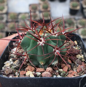 红刺火焰龙 实生球 绯筒球属仙人球 开大红花仙人掌