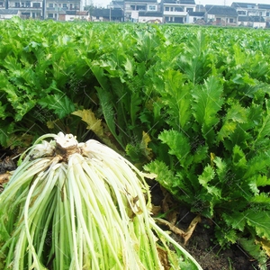 金丝芥菜种子 雪里蕻 咸菜雪菜 雪里红 泡菜家庭盆栽四季蔬菜籽