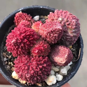 朱子玉 大疣朱紫玉 多肉植物 稀有品种精品红色多肉
