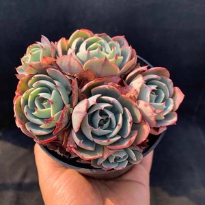 阿美星多肉老桩包邮一物一拍群生多头组合盆栽大群超大薄叶室内