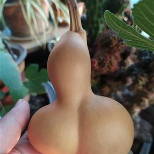 连体联体双脐双k生葫芦怀抱子葫芦双胞胎葫芦皮质厚实形状漂亮