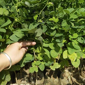 食用染色植物蓝色蝶豆花苗蓝蝴蝶四季开花不断盆栽庭院花茶饮料