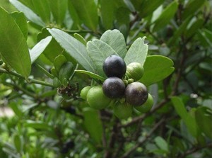 盆景素材东风橘东风桔酒饼簕山柑子乌柑子狗吉簕盆栽观果绿植