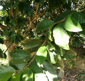 新鲜桂木果树叶 狗果 狗囊果 胭脂果叶子现摘现发500克新鲜枝叶发