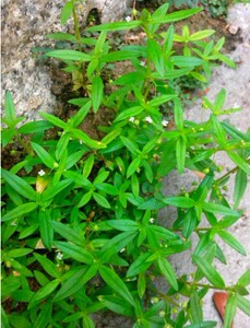 新鲜白花蛇舌草 蛇舌草 竹叶菜 蛇利草 田石榴250克