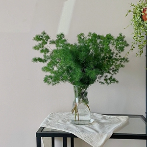 蓬莱松鲜切绿植松树枝条水养水培植物室内家庭插花网红花卉花材