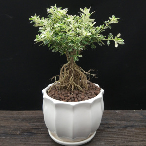 提根六月雪盆景老桩卧室抗电脑辐射木本植物盆栽四季常青易养阳台