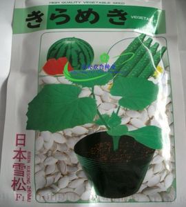 日本雪松 黄瓜西瓜甜瓜嫁接专用砧木 白南瓜籽白籽南瓜种子 耐寒