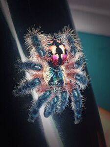 死亡包赔巴西彩树捕鸟蛛蜘蛛温顺艳丽高端小型高端品种小马爬宠