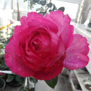 【稻香园艺】伊芙窈窕淑女 浓香新品伊芙系列 月季玫瑰花卉扦插苗