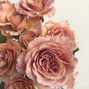 叶上花艺淘宝欧月大苗高档庭院植物拿铁咖啡月季花苗大花四季开花5