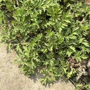 2024舒城野生蒿子新鲜香蒿安徽食用蒿子粑粑青团食材非刺头蒿