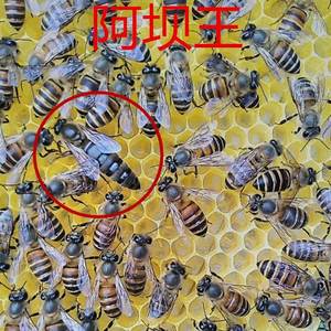 广西中蜂蜂群蜂王