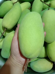 攀枝花米易农家自种金煌芒大青芒米易芒果现摘发货(无)
