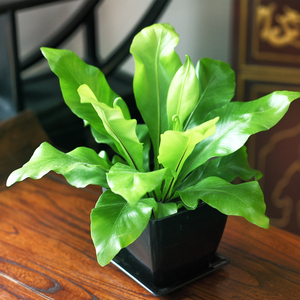 阔叶鸟巢蕨_阔叶鸟巢蕨价格_阔叶鸟巢蕨淘宝天猫货源 - 阿里巴巴找货