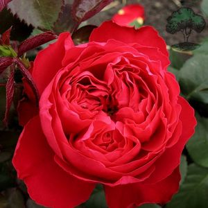起初园艺 欧月茶花女 月季traviata 灌木切花英国月季盆栽花卉