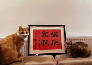 赵大山书法书画手写原作真迹创意书法诗书房装饰画隶书猫肥家润