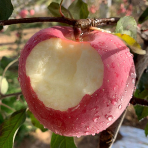 水果苹果新鲜红富士优质