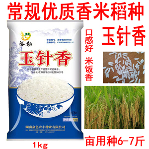 谷种优质长粒香米稻谷 玉针香 常规水稻米质优 晚稻种子