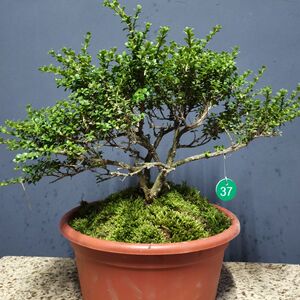 宋晓霞7622淘宝安徽珍珠黄杨盆景鱼鳞木 珍贵树苗 办公桌客室内微型