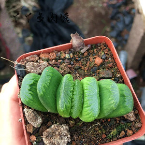 多肉植物玉扇 墨玉扇新手室内花卉绿植盆栽实生办公室阳台防辐射