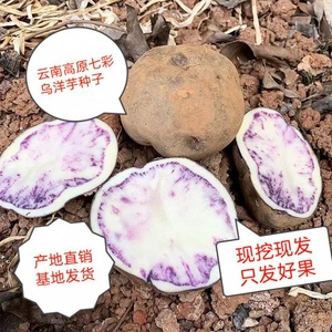 云南高原凉山土豆新鲜紫色七彩乌洋芋乌洋芋高山小土豆蔬菜芋头