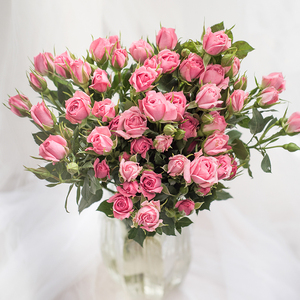 粉红女郎玫瑰花多头小玫瑰泡泡云南直发昆明直批基地斗南粉色新鲜