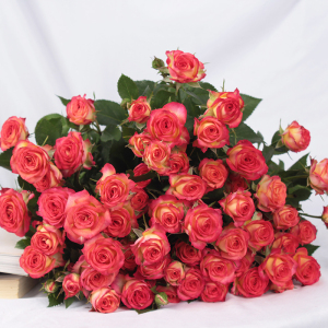 爱丽丝玫瑰b级多头小玫瑰泡泡鲜花云南直发直批花束基地斗南花市