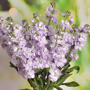 紫罗兰云南昆明斗南鲜花基地直发花束花卉家用真花水养鲜切花新鲜