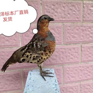 竹鸡模型标本教学科普用品湘西厂家直销发货