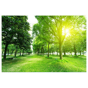 自然风景画公园草地树木树林阳光墙贴壁画绿色磊树祝福画装饰自粘