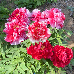 古泽多层大花牡丹花苗花王岛锦皇冠圣代芳记牡丹王独杆树老桩牡丹