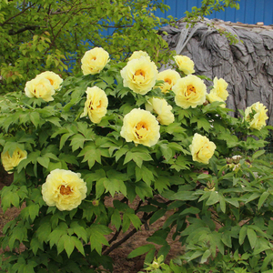 古泽牌大花牡丹皇冠牡丹黄牡丹花菏泽牡丹苗浓香型牡丹花苗带花苞