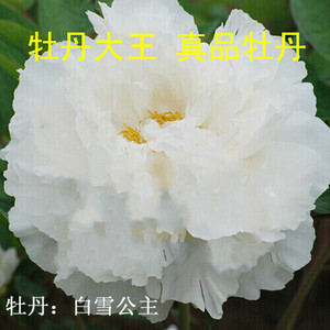 牡丹大王,白雪公主,2018秋发货, 菏泽洛阳正宗牡丹花苗