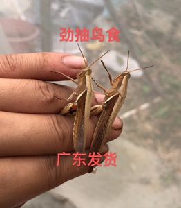 丁蜢钉锰花脚花面蜢大花脸画眉鸟活虫画眉鸟打口料