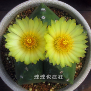 五角琉璃鸾凤玉 星球属 易开花大黄花品种 实生仙人球 满包邮
