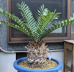 仙趣园 刺叶非洲铁 encephalartos ferox南非原生苏铁块根植物
