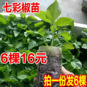 七彩椒苗五彩椒苗灯笼椒辣椒苗小米辣椒超辣泡椒苗阳台种植包邮