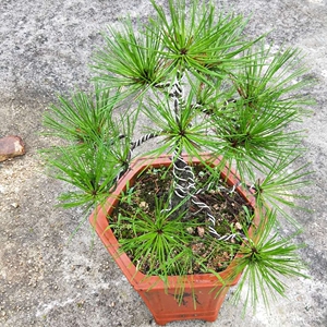 微型盆景素材四季常青黄山松小苗老桩客厅办公室植物精品绿植阳台