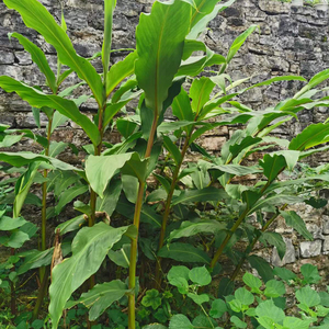 贵州草果花天然香料大料草果根根熬汤炖肉做卤水配料可种植1份2斤