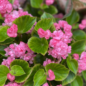 重瓣四季海棠玻璃球翠阳台开花带花苞大成品苗容易养成