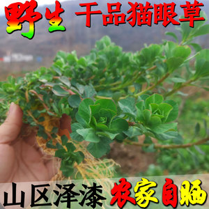 现采猫眼草 包邮 野生中药材 新鲜五朵云正品 猫儿眼睛草泽漆500g