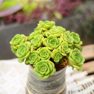 百合丽丽多肉植物莉莉群生老桩易爆头耐寒耐热新手适合成就感植物