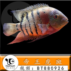 野生帝王虎斑菠萝鱼