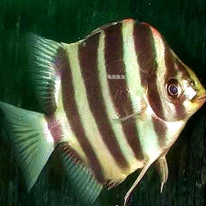 非洲金鼓鱼 鱼龙鱼配鱼四棘金钱鱼长明四纹虎金鼓鱼观赏鱼活体