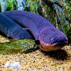 电鳗鱼苗发电机鳗鱼黑鬼鳗鱼南美洲电鳗鱼苗活体淡水鱼观赏鱼活体